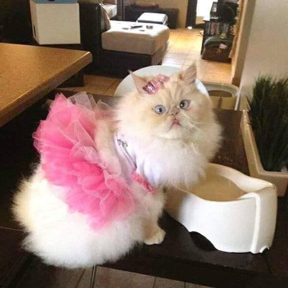 Meet your Posher, Gabino - Picture 1 of 1